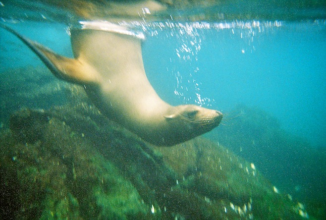 Underwater Lion